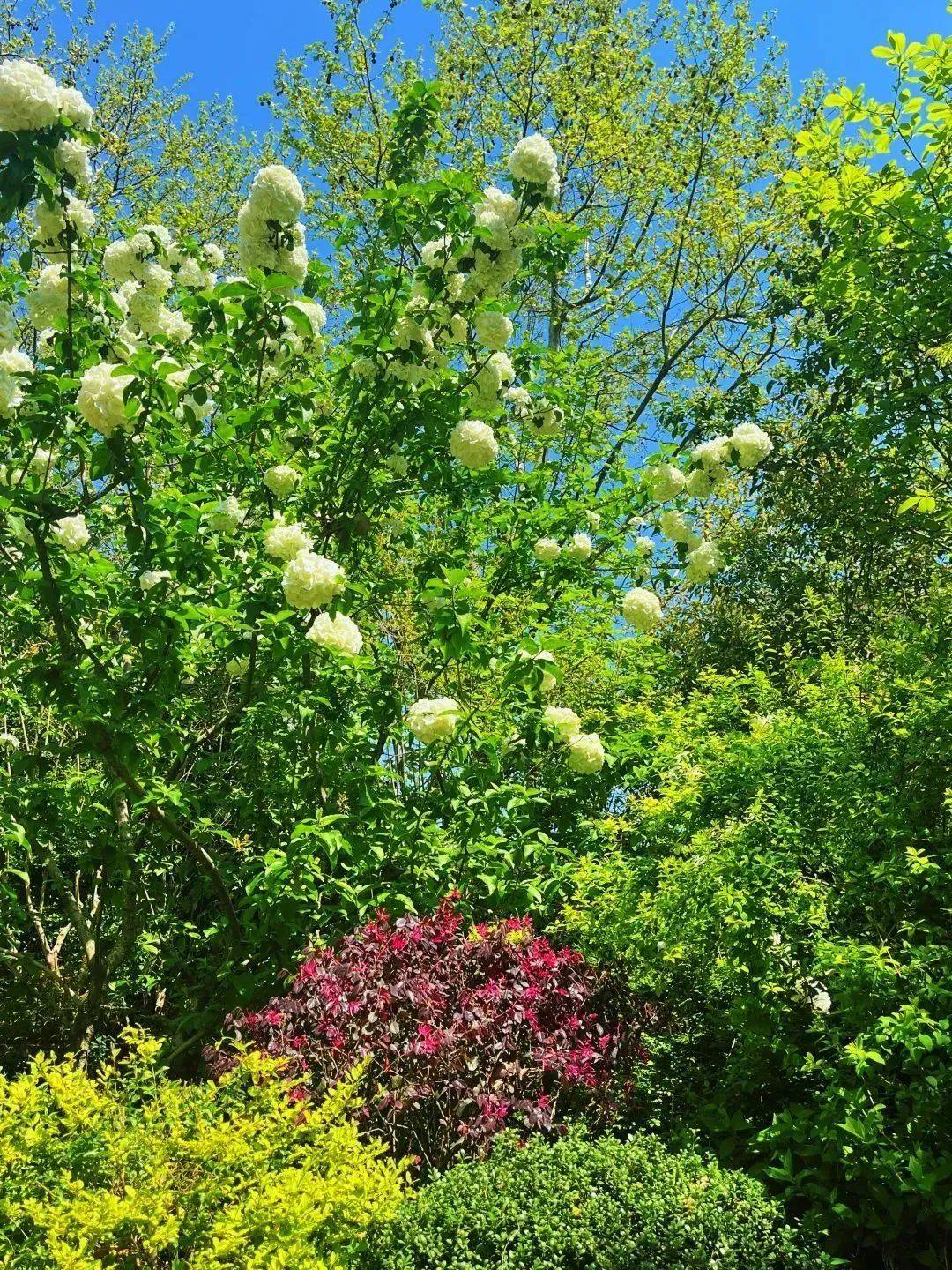 繁花时节,宝山这里极尽春之美事!_公园_绣球_友谊