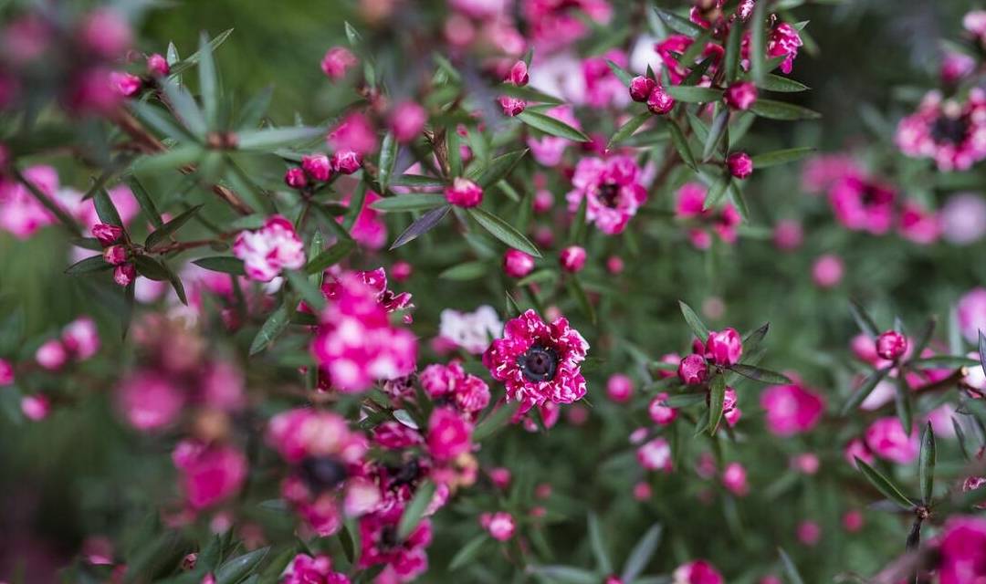 年宵花（花红果子怎么吃） 第3张