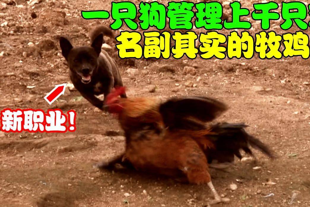 小狗管理上千只鸡,有它在鸡舍从未丢过鸡,老板称它为“牧鸡犬”
