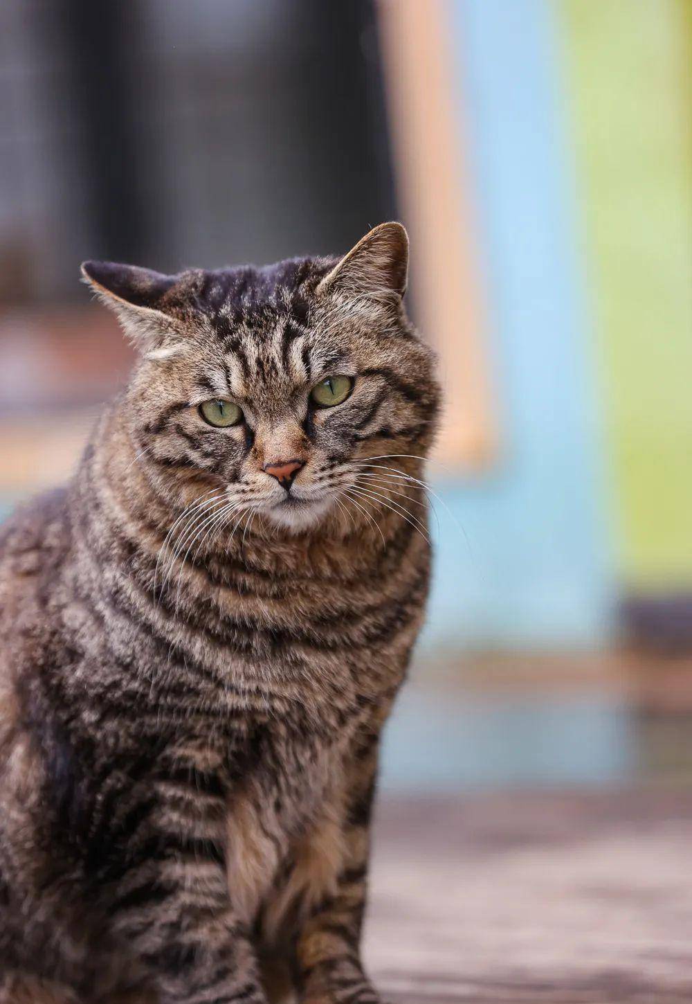 观复猫是什么_观复博物馆猫阴阳猫_观复博物馆可以摸猫吗