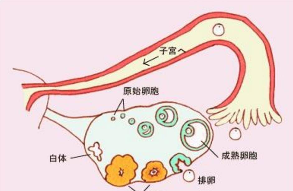 女性黃體破裂,究竟有多可怕?_卵巢_小田_子宮