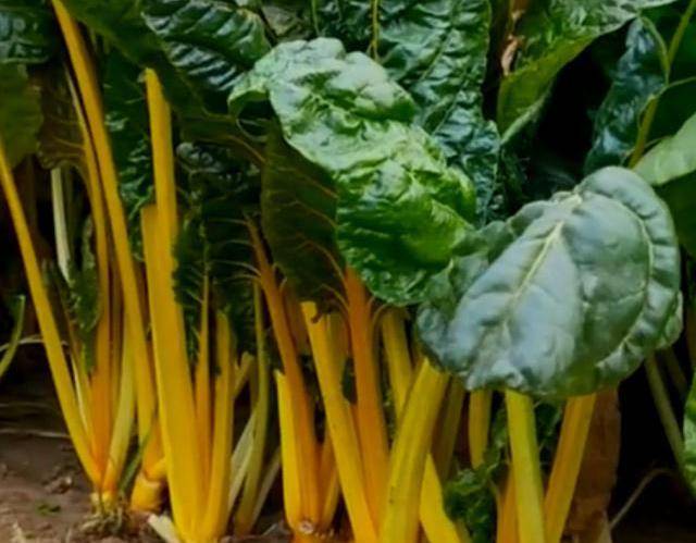 这种蔬菜其实就是金叶甜菜,大家有没有吃过这种蔬菜呢?