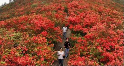 杜鹃花（杜鹃花 古诗） 第4张