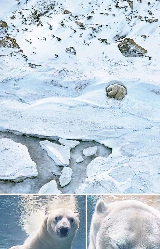 原创
  摄影师不顾偷猎者的死亡威胁 花2年时间拍摄即将灭绝的野生动物 第2张