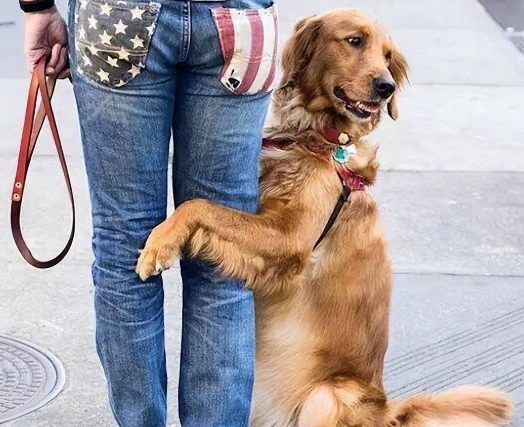 狗狗喜欢"抱大腿",是耍流氓吗?其实还有这些原因_时候_主人_行为