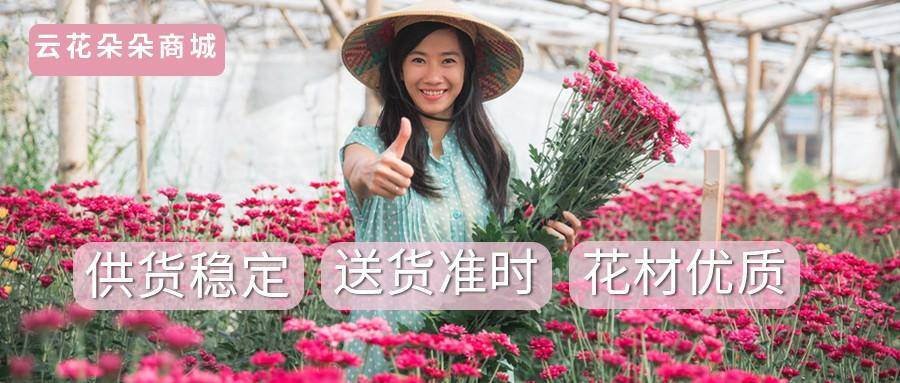 昆明鲜花批发（昆明鲜花批发平台哪个好） 第2张