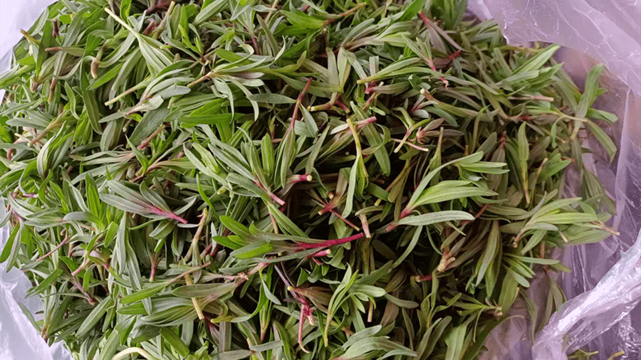 顺手挖上一些山野菜,如果说春天有记忆,那一定是带着淡淡的野菜鲜香!