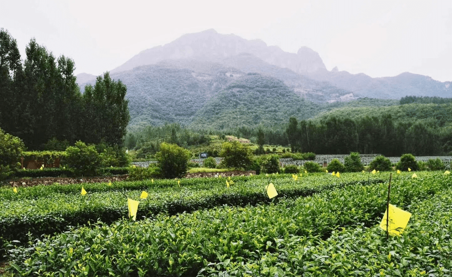 卢仝茶园图片