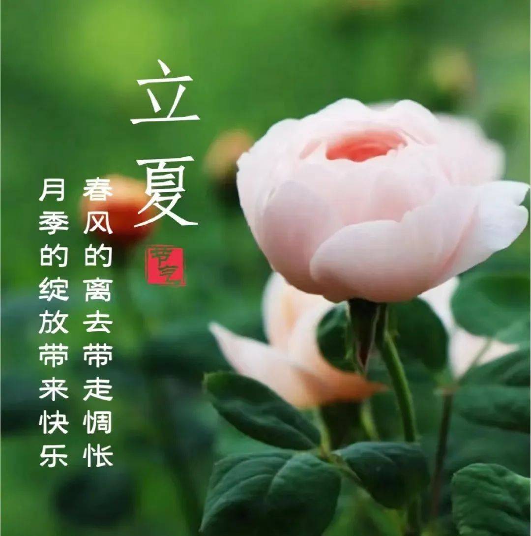 2023立夏非常温馨图片带字精选6张,立夏祝福亲友群发问候祝福语!