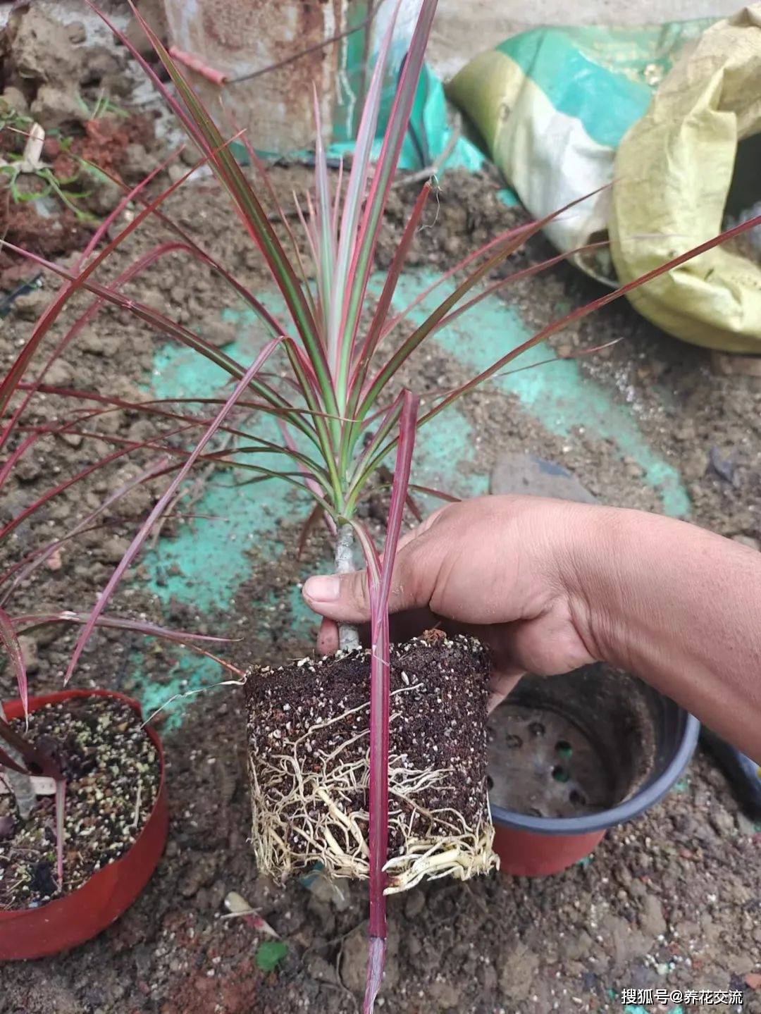 千年木长得太歪,叶子发黄低垂怎么办?_枝条_植株_光照