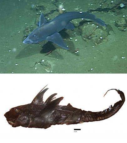 这种造型奇特的鱼类前额有像球杆一样的性器官,属于神秘的银鲛目鱼类