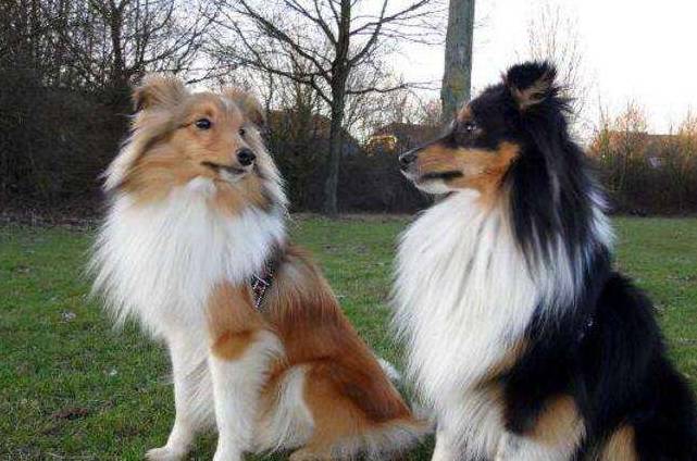 养"喜乐蒂"和"边牧"的人,是两种完全不同的人生_对比_牧羊犬_程度