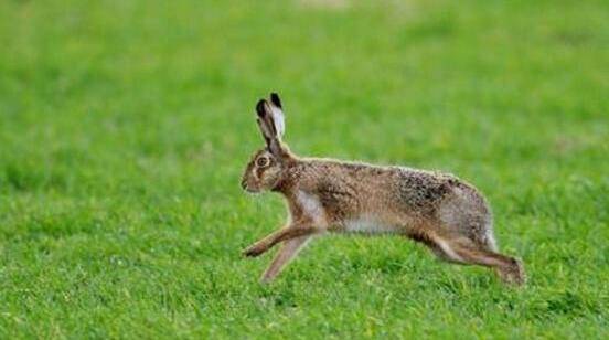 欧洲野兔:地球上最快的兔子,速度超过灵缇,弹跳高达3米_动物_世界