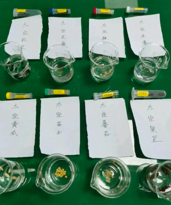 种植白芨种子（桑黄中药材销售与收购地址） 第2张