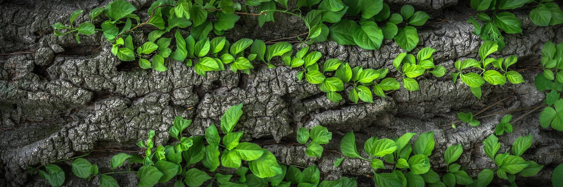 二年级植物传播种子的方法（植物传播种子方法二年级作业） 第1张