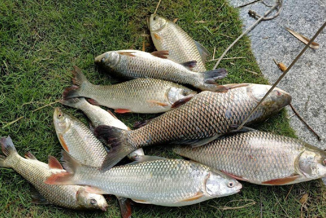 泰国鲤鱼出现在湘江,虽然被誉为"水中炸弹",但作为配料却无人问津