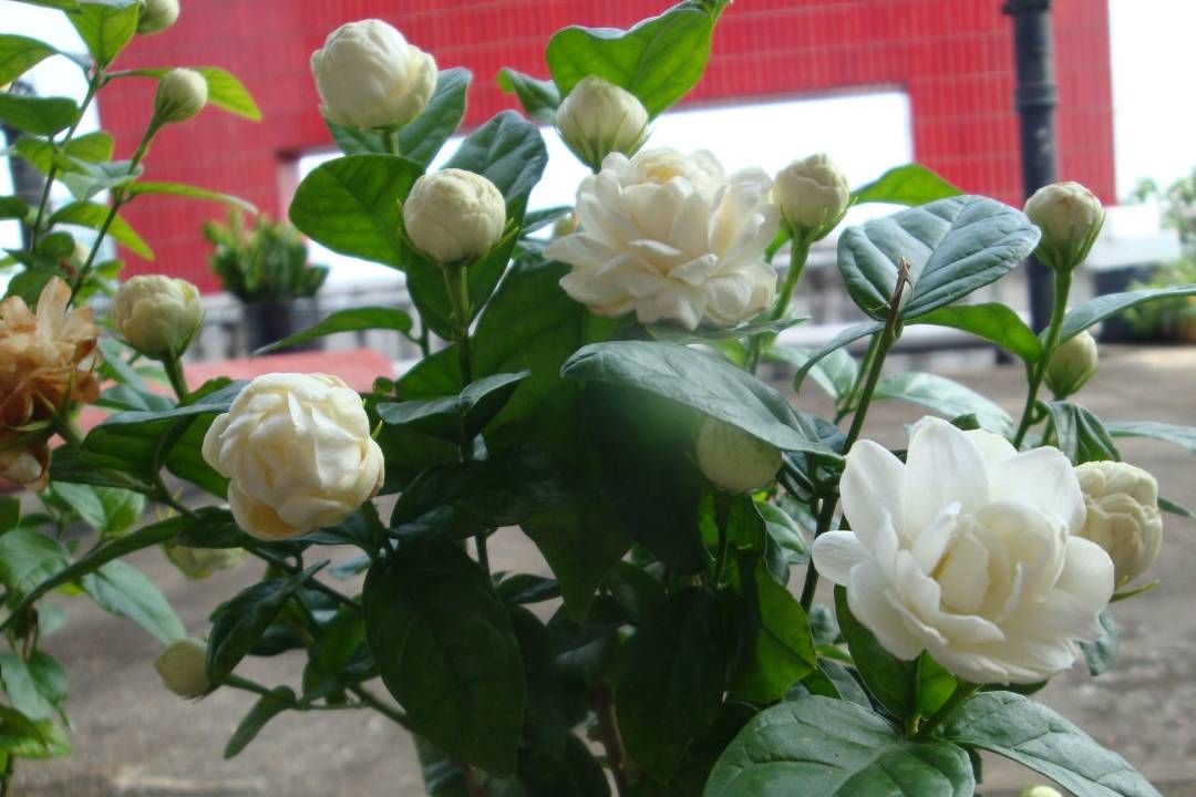 最值得拥有的茉莉花品种,花大香浓,一年三季开花,幽香飘满屋_栽培