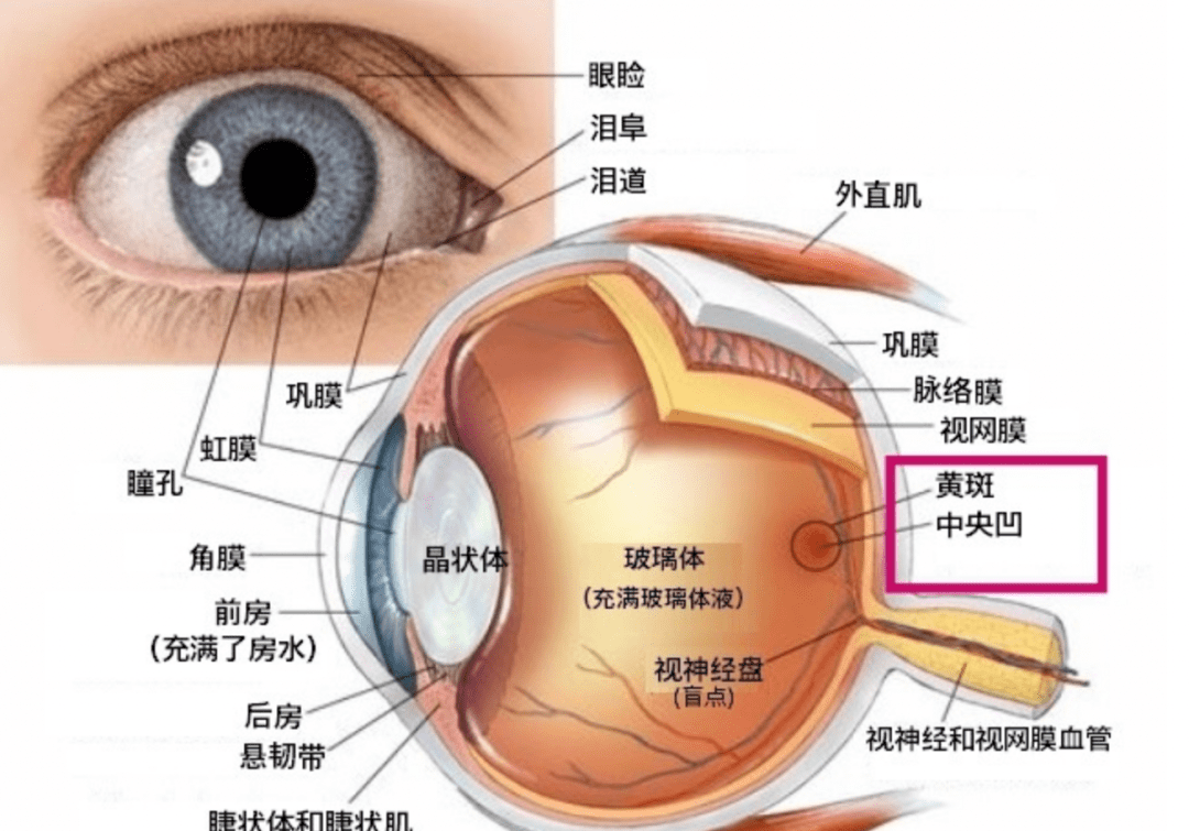 眼睛各部位图解图片