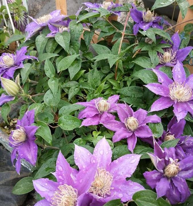 这种花,"大刀阔斧"来一下,开遍花园天下_修剪_枝条_开花