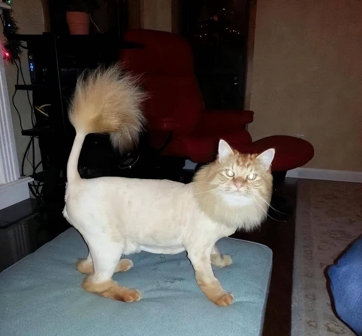 猫猫:"你喜欢我的纯天然围脖嘛?我觉得狮子王可以请我,完全本色出演.