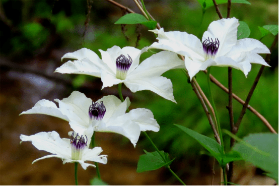 物种图册 | 大花威灵仙:可颜可仙可入药_桐柏_复叶_棕色