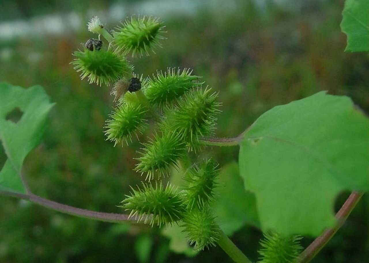 地蜂子草药图片与功效图片