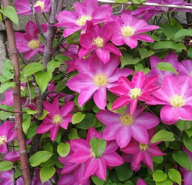 这种花,"大刀阔斧"来一下,开遍花园天下_修剪_枝条_开花