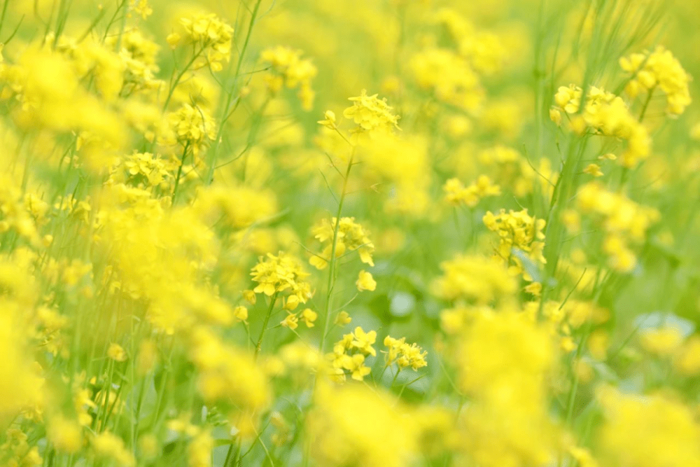 短花针茅（短花针茅图片） 第10张