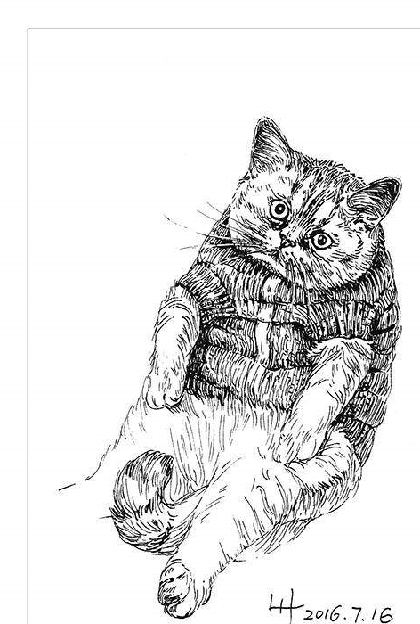 名字:lucas性别:菇凉品种:英短银渐层年龄:2岁体重:11斤特殊技能:还在