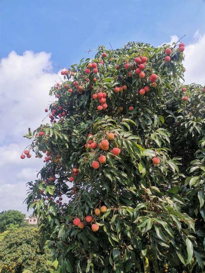 直击湛江荔枝大产区,产地产销对接活动燃情开启!_廉江_发展_广东