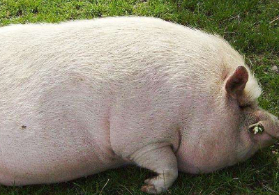 生肖猪:大难已过,终于"咸鱼大翻身",不接真的要溜走了!