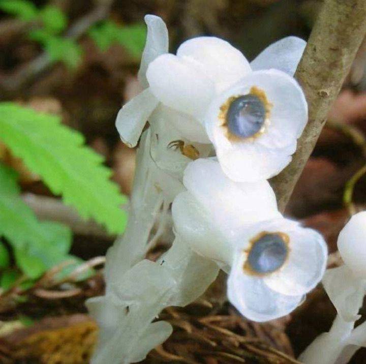 柳州发现罕见植物"幽灵草",无枝无叶无根,通体洁白没有绿色_水晶_是一