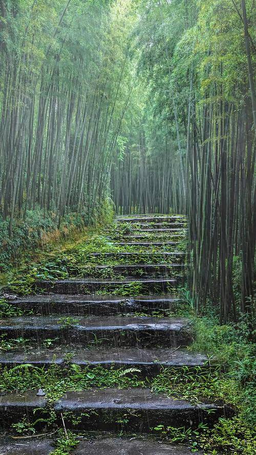 雨中竹林图片美景大全图片