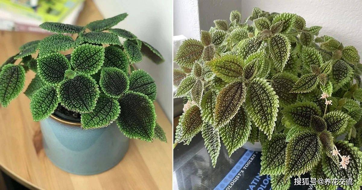 叶子皱巴巴的皱皮草,就是很小众的皱皮椒草,耐阴又好养_养护_pilea