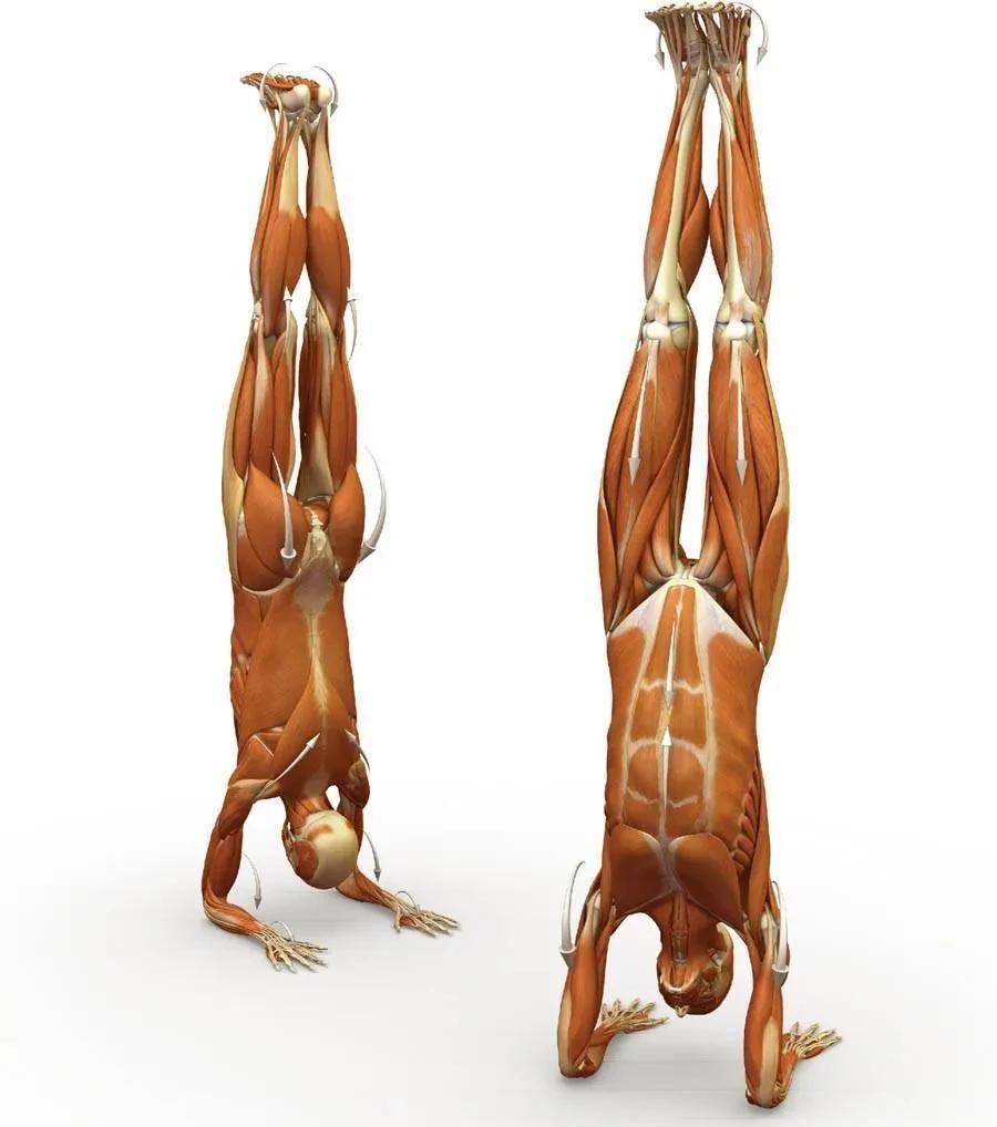 瑜伽解剖体式-孔雀起舞式