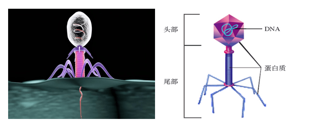 噬菌体( bacteriophage, phage ),是感染细菌,真菌,藻类,放线菌和旋体