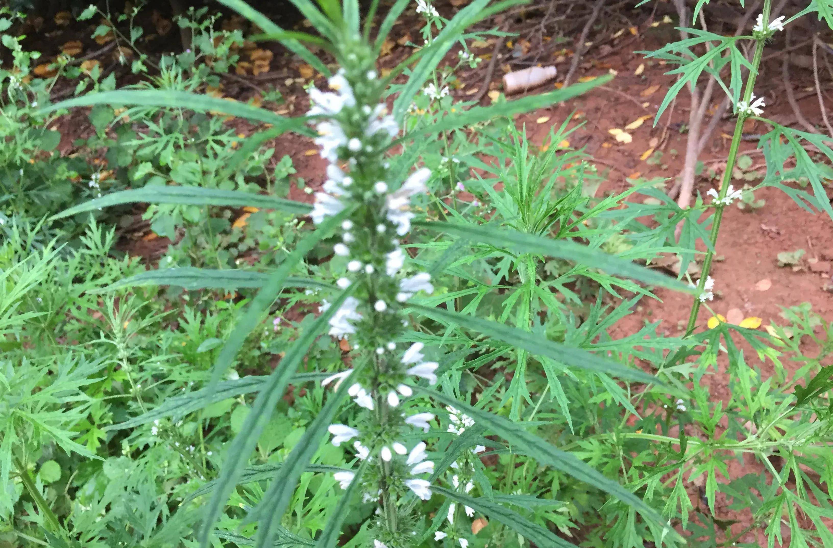 请尽量珍惜,它价值珍贵,对女性有好处_益母草_治疗_功效