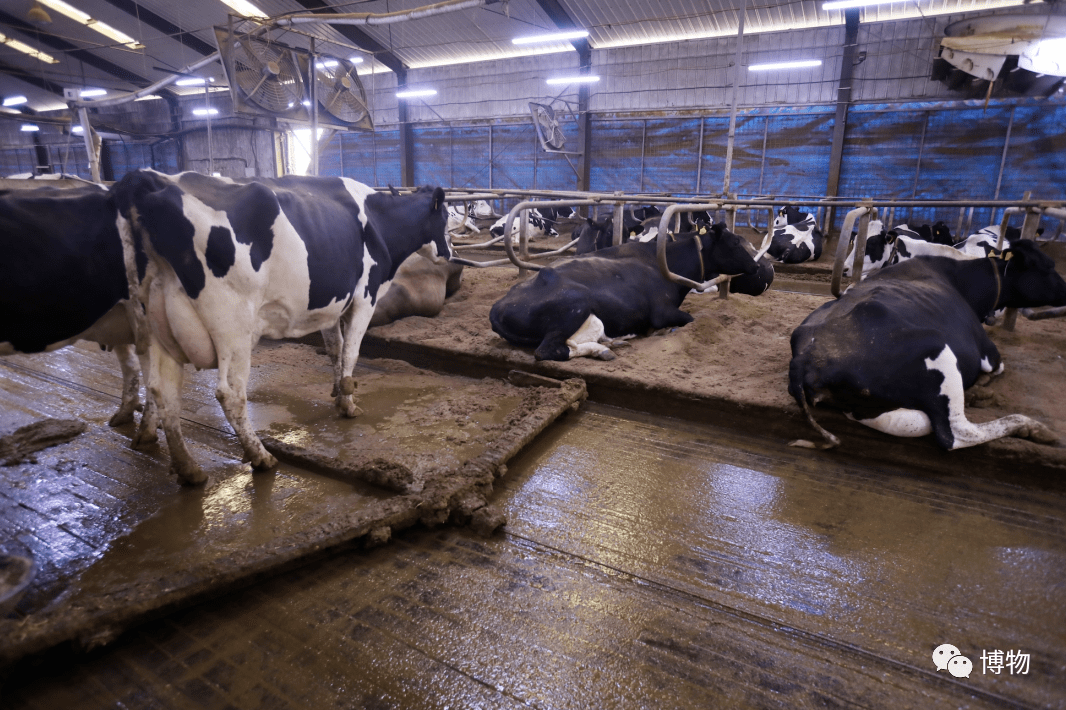 你喝的牛奶,是来自奶牛还是公牛的牺牲?_小牛_笼舍_宿舍