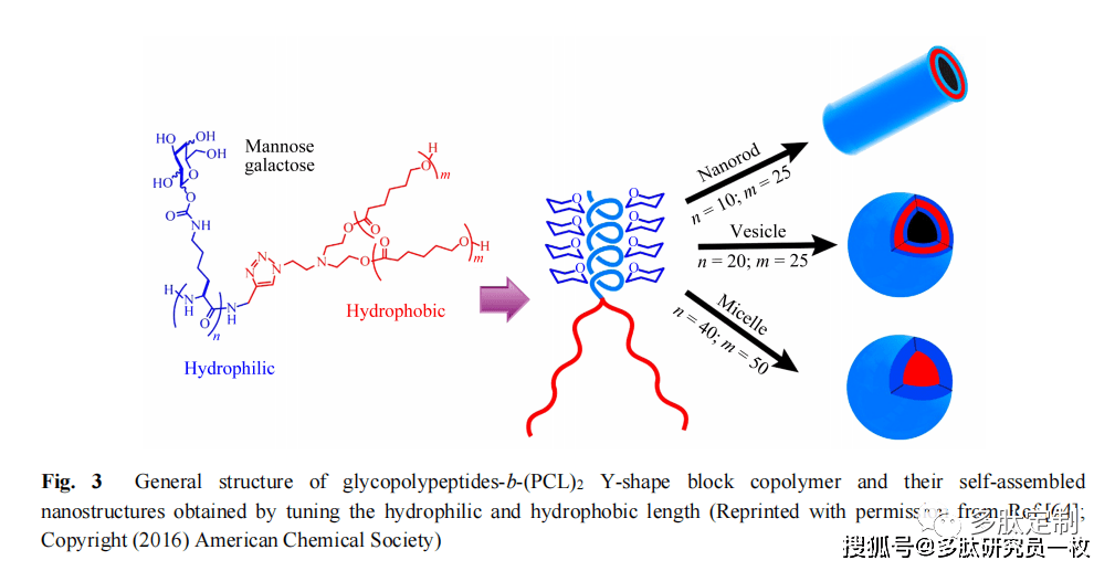 糖聚肽高分子的合成,自组装及生物医学应用_单体_方法_结构