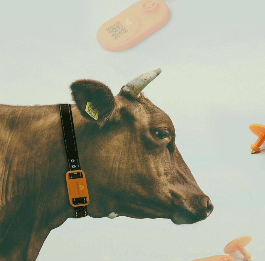 牛群健康评估_牛群健康_牛群健康分析总结