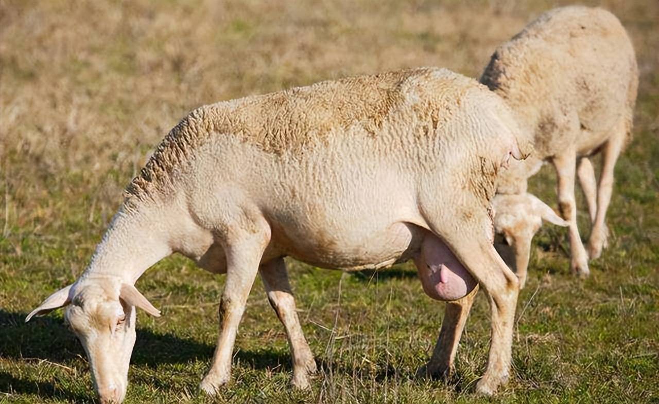 羊怀孕后的水门图片图片