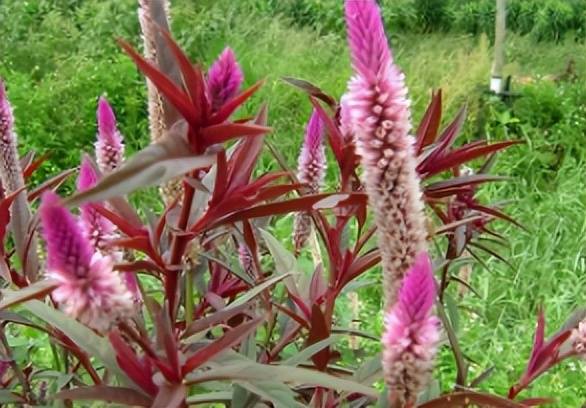 此物人称"青葙子",能治视力降血压,路边很是常见,重视一下!