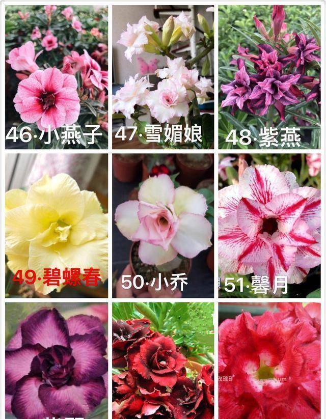 "沙漠玫瑰"可分为六类:其中的六十三种,请见图识名称_花瓣_红色_品种