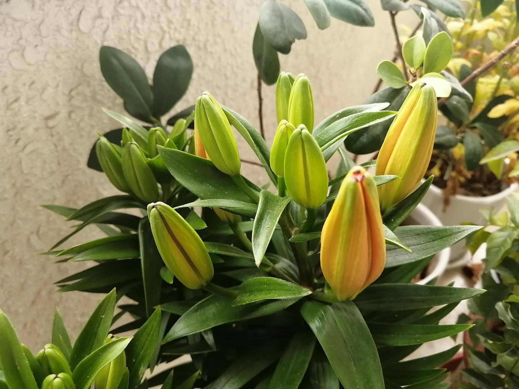 百合花种植技巧,就"3个",亭亭玉立花大色艳,以后年年都开花_种球_土壤