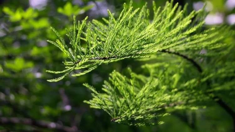 雨水丰盈,江河渐满……_收获_上海_野草