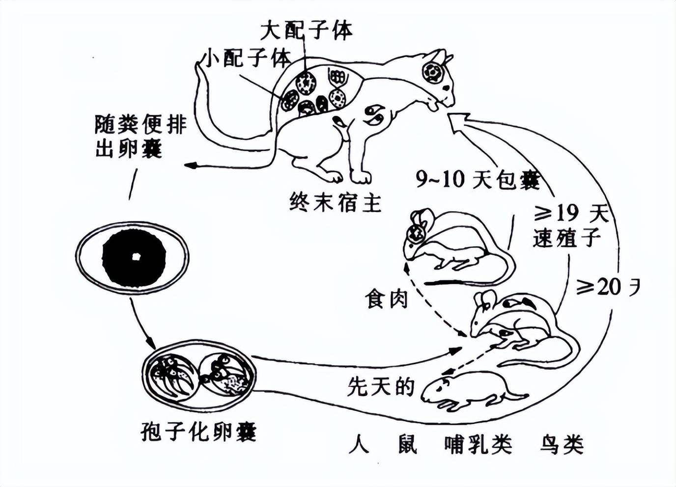 可怕的是,弓形蟲能與人獸共存,以人類,鳥類,魚類和哺乳類動物作為中間