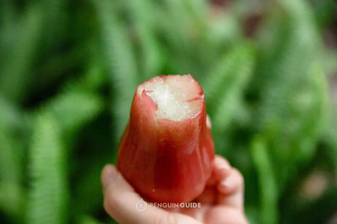 品种_枇杷_产地