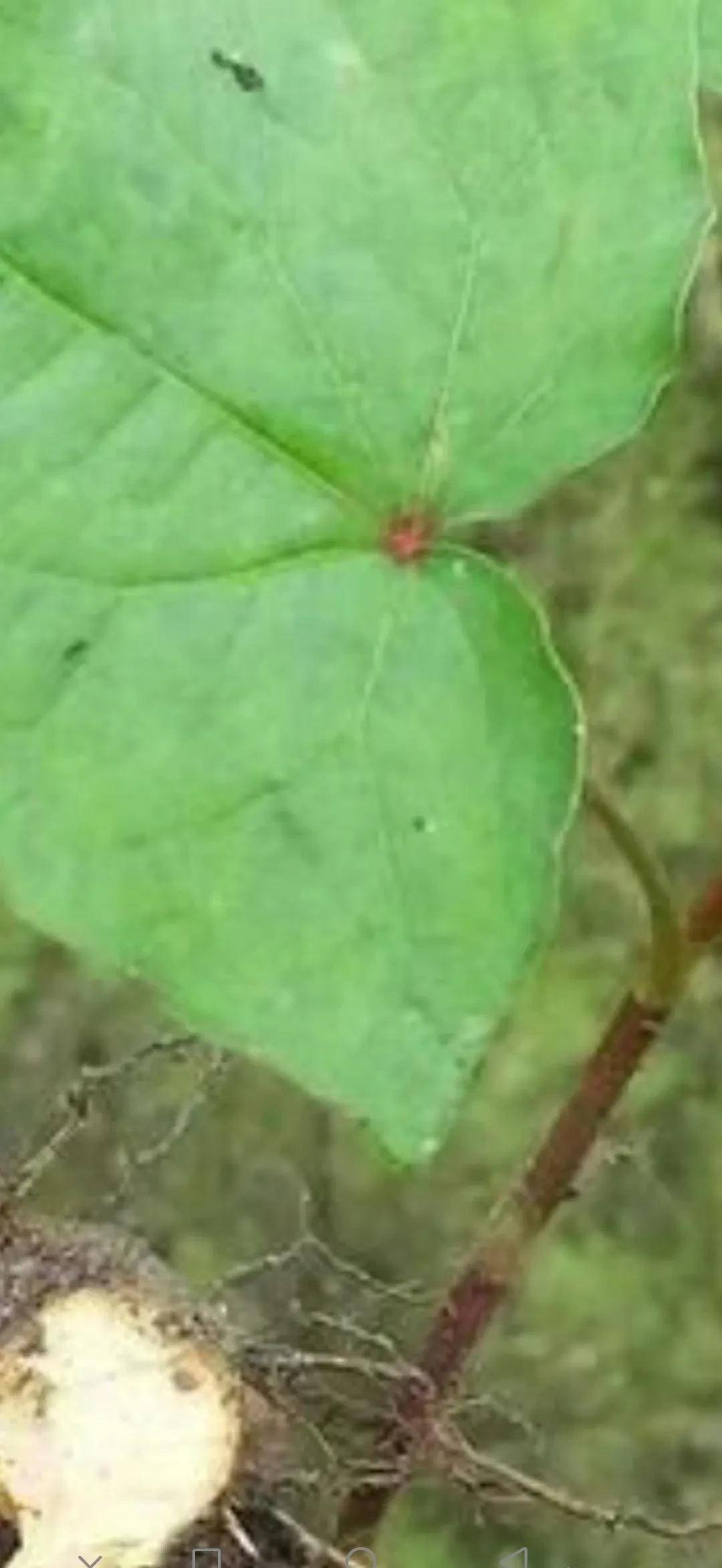 國家二級保護植物-一野蕎麥(原創)_祖父_根部_俗名