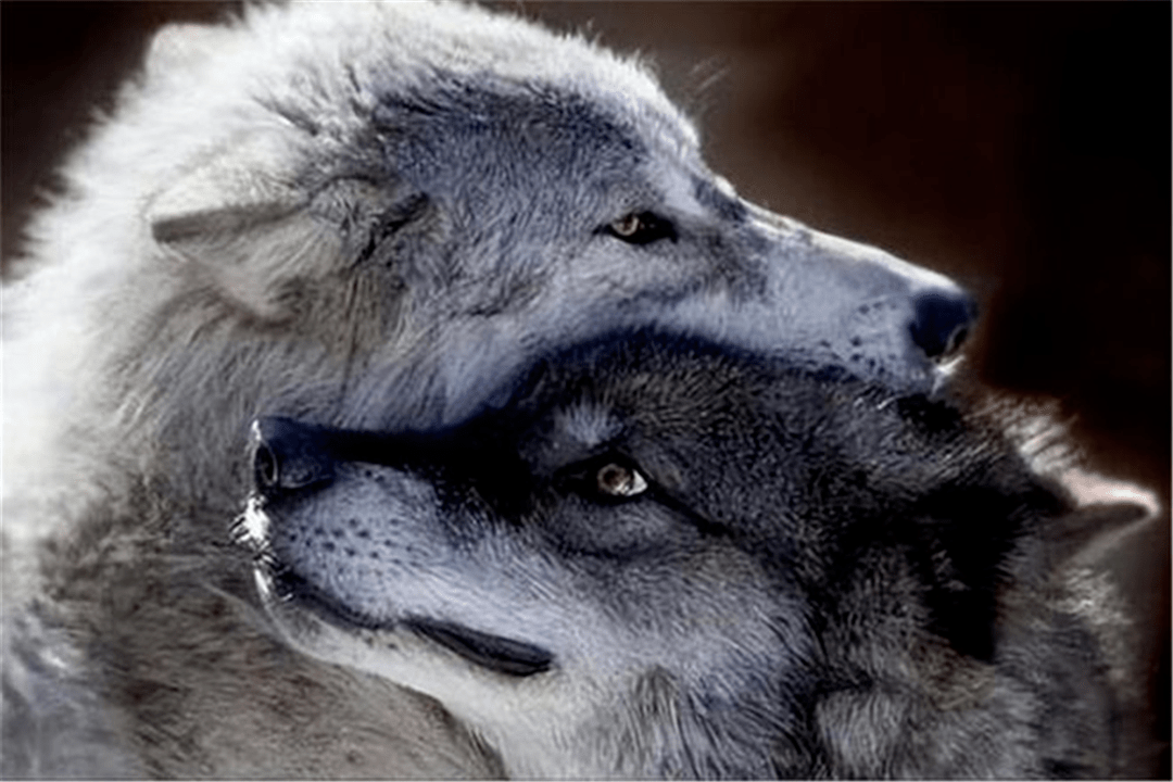 孤狼打败头狼拐走母狼,母狼生下4个狼崽后,又跟着别的公狼跑了_狼群