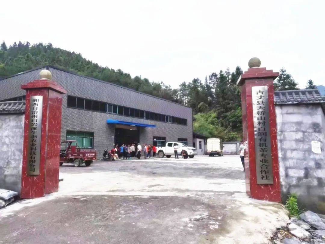 揭秘湘西“茶王”——古丈县天桥山村百润有机茶叶专业合作社-湖南古丈茶业有限公司